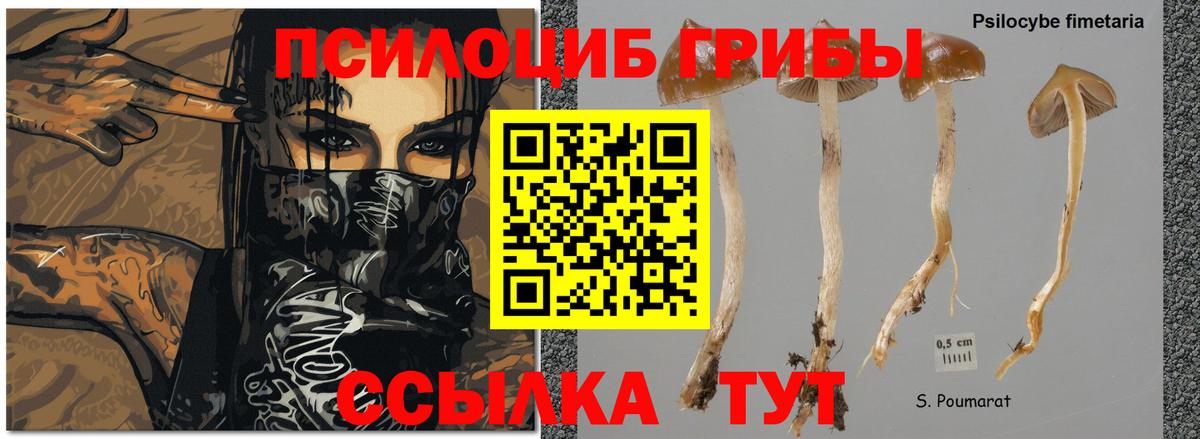 Люберцы  Псилоцибиновые грибы GOLDEN TEACHER  Вход с VPN 